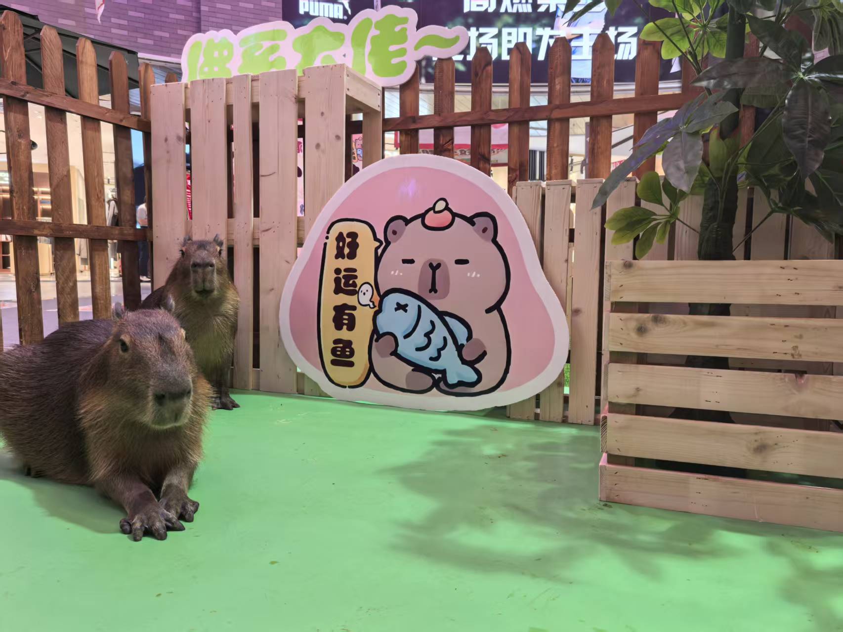 曲靖 本地 饲养员_让您放心的选择