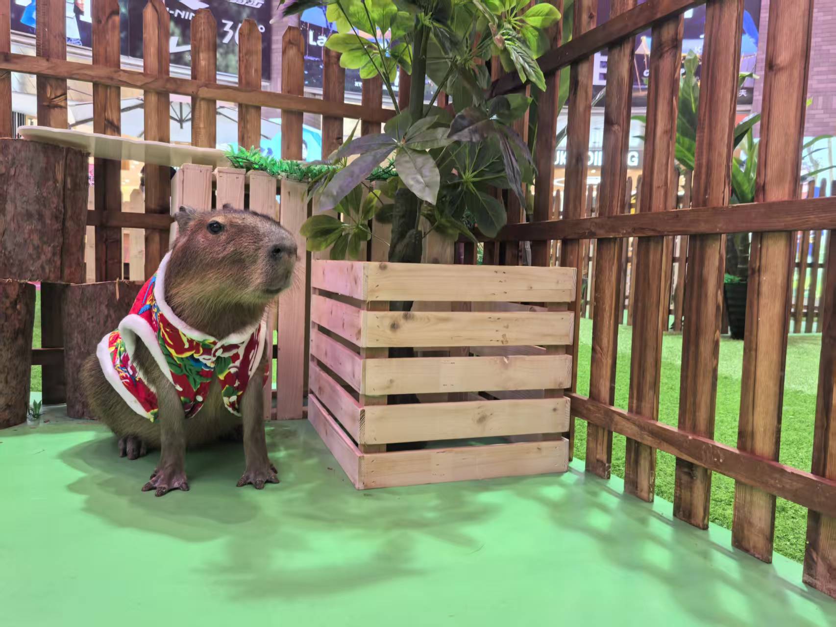 曲靖【当地】饲养员_让您放心的选择