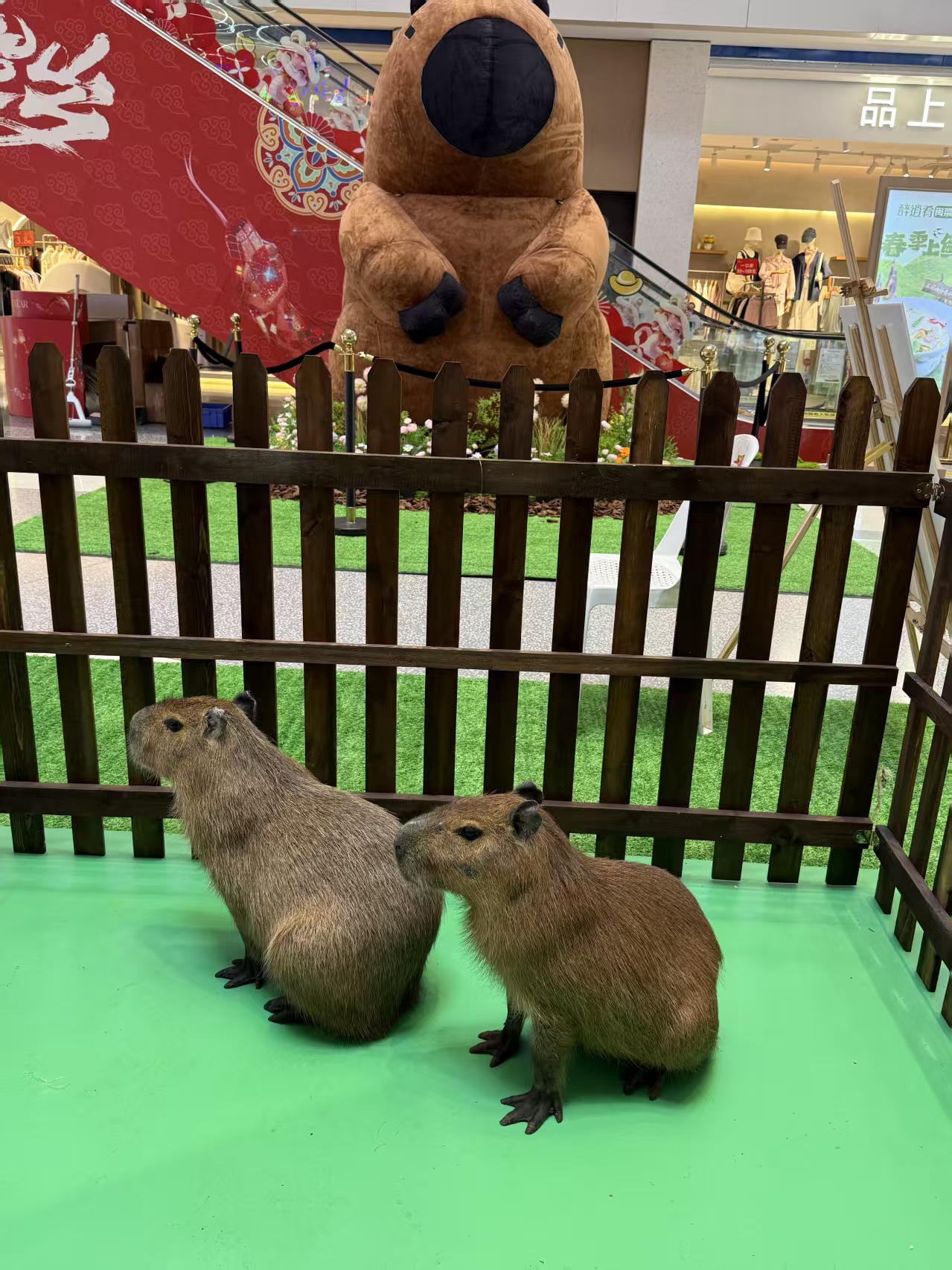 曲靖 本地 饲养员_让您放心的选择