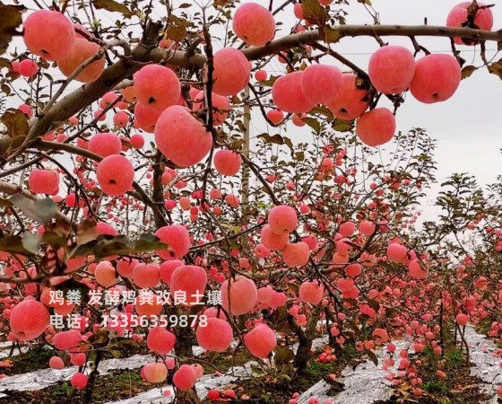 河北邯郸涉县发酵鸡粪改良土壤客户满意度高